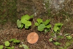 Saxifraga paradoxa 29