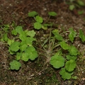 Saxifraga paradoxa 31
