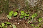 Saxifraga paradoxa 32