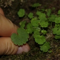 Saxifraga paradoxa 33