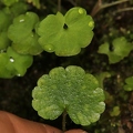 Saxifraga paradoxa 35