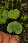 Saxifraga paradoxa 35