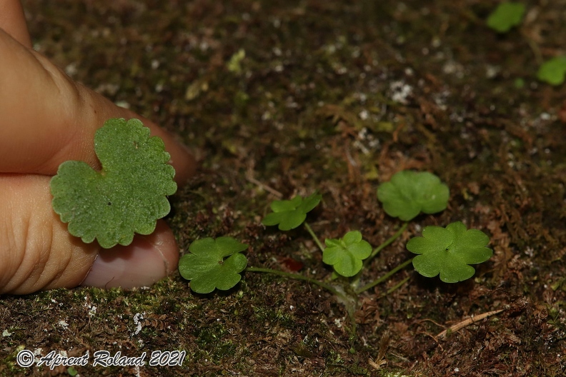 Saxifraga_paradoxa_34.jpg