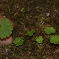 Saxifraga paradoxa 34