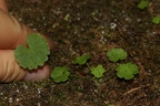 Saxifraga paradoxa 34