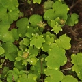 Saxifraga paradoxa 36