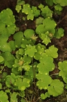 Saxifraga paradoxa 36