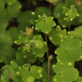Saxifraga paradoxa 37