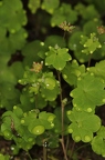 Saxifraga paradoxa 37