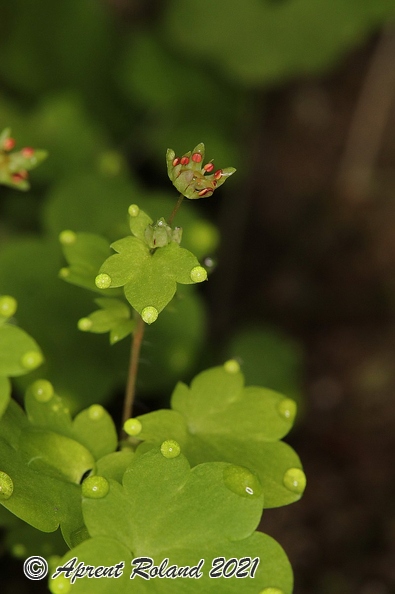 Saxifraga_paradoxa_38.jpg