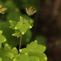 Saxifraga paradoxa 38