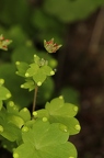 Saxifraga paradoxa 38