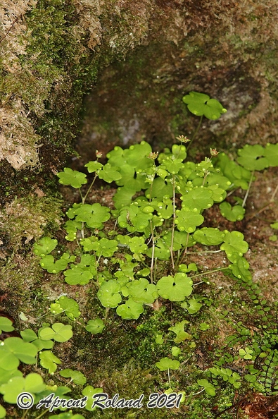Saxifraga_paradoxa_39.jpg