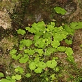 Saxifraga paradoxa 39