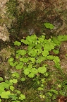 Saxifraga paradoxa 39