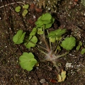 Saxifraga paradoxa 40