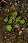 Saxifraga paradoxa 40