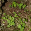 Saxifraga paradoxa 41