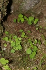Saxifraga paradoxa 41