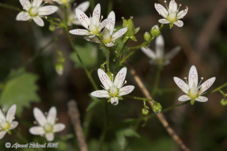 Saxifraga_rotundifolia_1.jpg