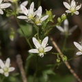Saxifraga rotundifolia 1