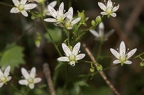 Saxifraga rotundifolia 1