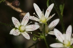 Saxifraga rotundifolia 2