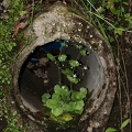 Saxifraga rotundifolia 3