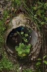Saxifraga rotundifolia 3