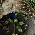 Saxifraga rotundifolia 4