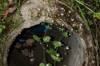 Saxifraga rotundifolia 4