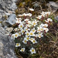 Saxifraga burseriana 1