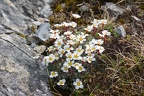 Saxifraga burseriana 1