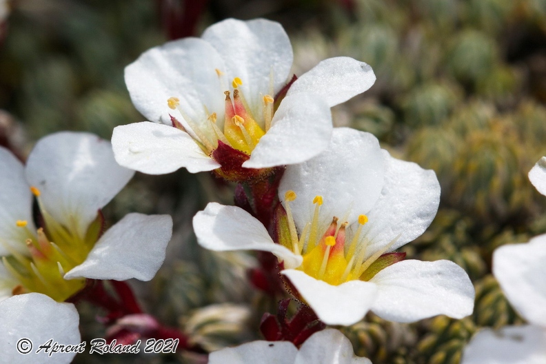 Saxifraga_burseriana_2.jpg