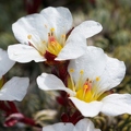 Saxifraga burseriana 2