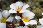 Saxifraga burseriana 2