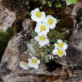 Saxifraga burseriana 3