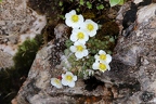 Saxifraga burseriana 3