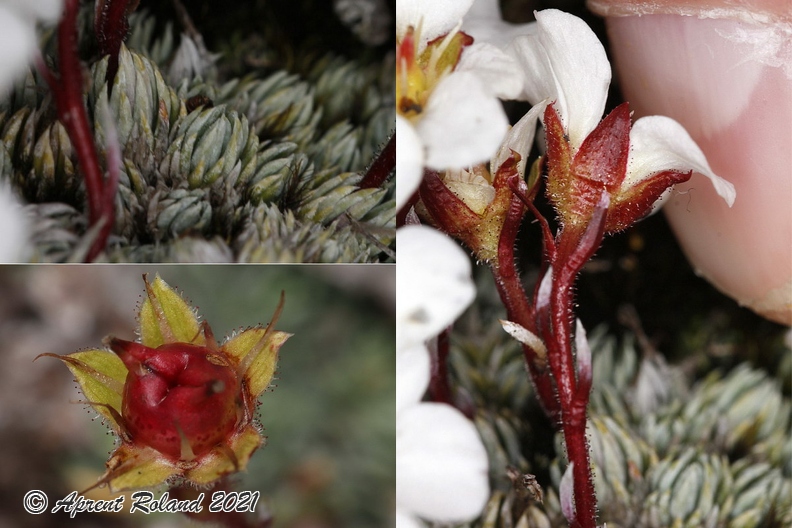 Saxifraga_burseriana_4.jpg