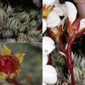 Saxifraga burseriana 4