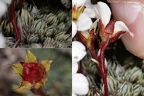 Saxifraga burseriana 4