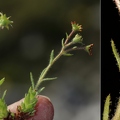 Saxifraga hohenwartii 02
