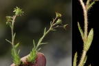 Saxifraga hohenwartii 02