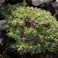 Saxifraga hohenwartii 03