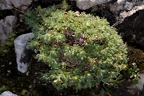 Saxifraga hohenwartii 03
