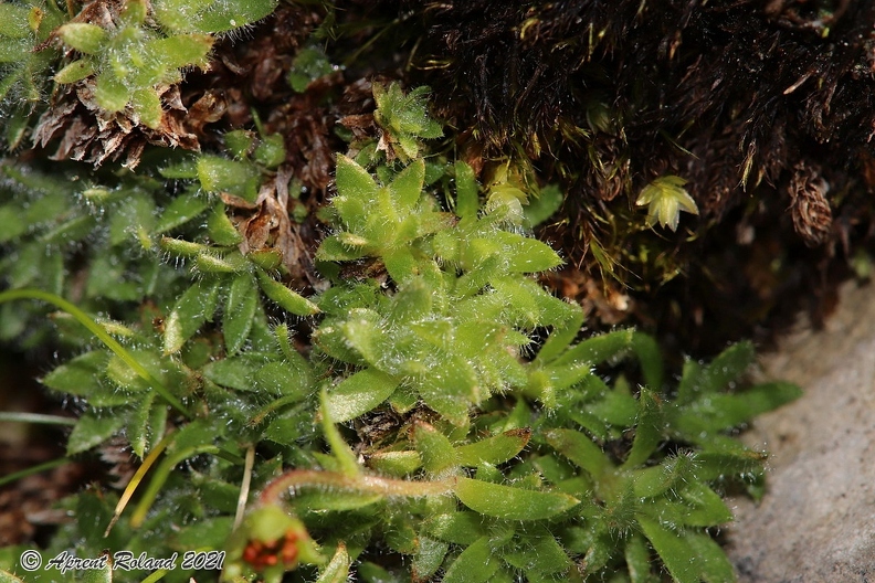 Saxifraga_hohenwartii_01.jpg