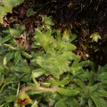 Saxifraga hohenwartii 01