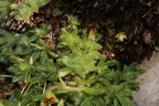 Saxifraga hohenwartii 01