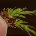 Saxifraga hohenwartii 05