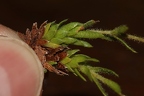 Saxifraga hohenwartii 05